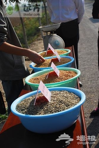 供大家選擇的小麥種子 作者:王咩咩 供大家選擇的小麥種子 作者:王咩咩