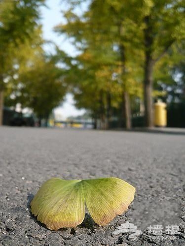 期待黃色的秋天 北京賞秋最美的12處景觀[牆根網]