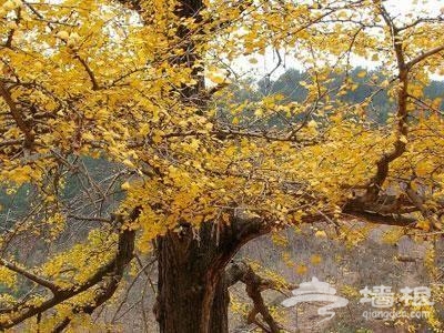 期待黃色的秋天 北京賞秋最美的12處景觀[牆根網]