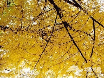 期待黃色的秋天 北京賞秋最美的12處景觀[牆根網]