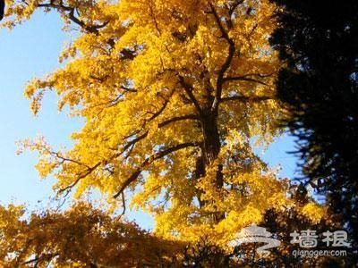 期待黃色的秋天 北京賞秋最美的12處景觀[牆根網]