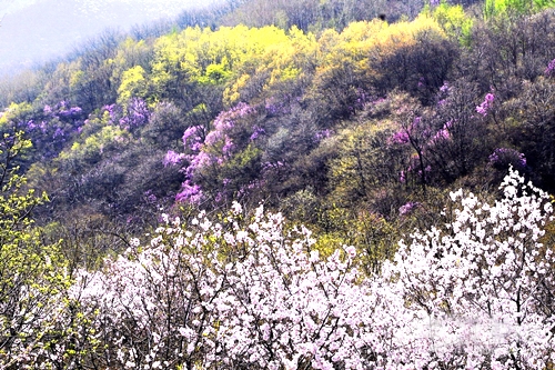 滿山的野花怒放