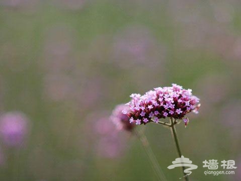 秋天的求愛聖地 布拉格農場聞香露營[牆根網]