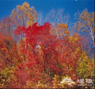 香山觀紅葉