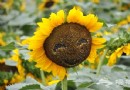 通州布拉格農場賞花露營燒烤旅游攻略