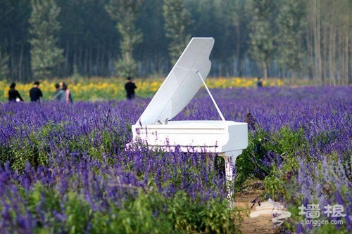 通州布拉格農場賞花露營燒烤旅游攻略[牆根網]