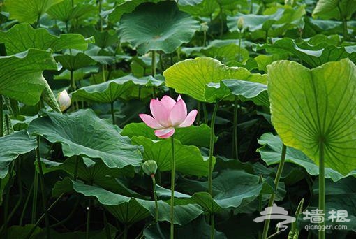 北京長溝花田節賞葵攻略 千畝葵海間起舞[牆根網]