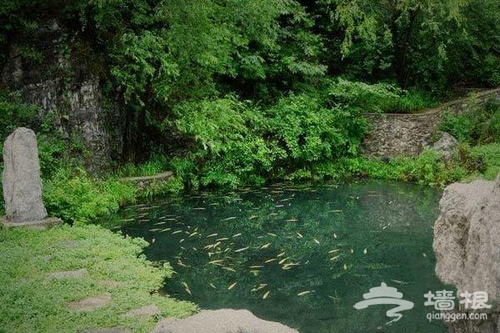 響水湖喝礦泉水長大的虹鳟魚旅游攻略[牆根網]