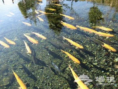 雁棲鎮虹鳟魚一條溝 雁棲鎮虹鳟魚一條溝