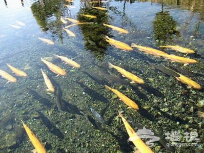 雁棲鎮虹鳟魚一條溝