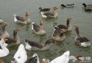 京城“魚”樂那點事兒 三網撈個大尾巴魚