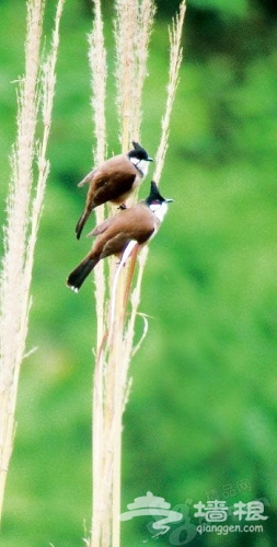 濕地鳥類眾多 濕地鳥類眾多