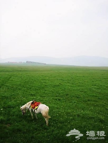 草原上的白龍馬