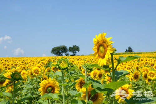 夏季爛漫賞花地推薦