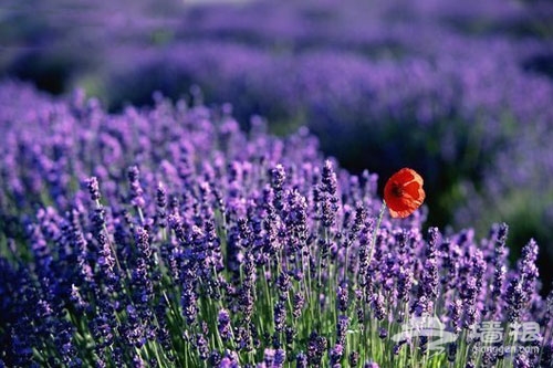 夏季爛漫賞花地推薦