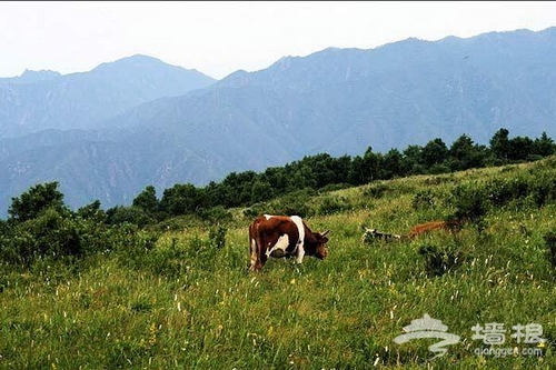 夢魂牽饒海坨山 非著名山峰的徒步邂逅[牆根網]