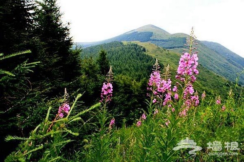 夢魂牽饒海坨山 非著名山峰的徒步邂逅[牆根網]