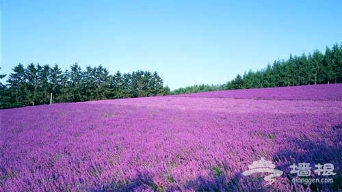 藍調紫色莊園