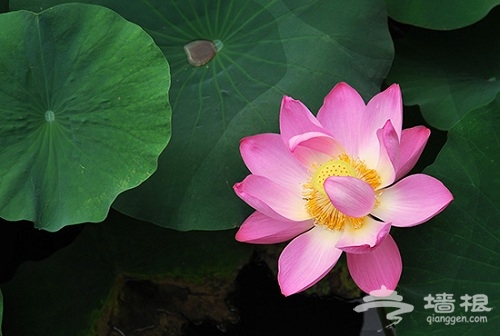 圓明園賞荷 圓明園賞荷