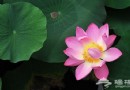 海澱區 圓明園