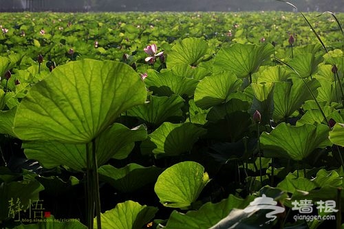 玉淵潭賞荷 玉淵潭賞荷