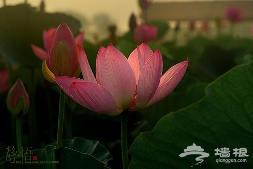 蓮花池公園賞荷 蓮花池公園賞荷