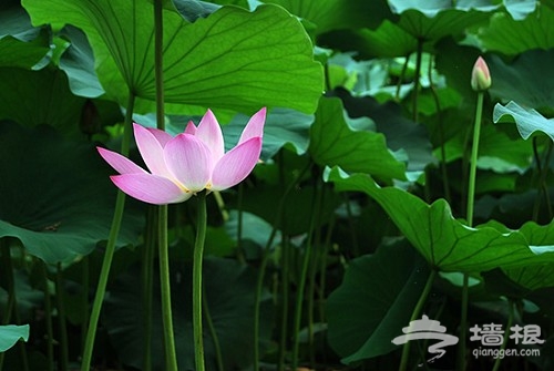 龍潭西湖公園賞荷