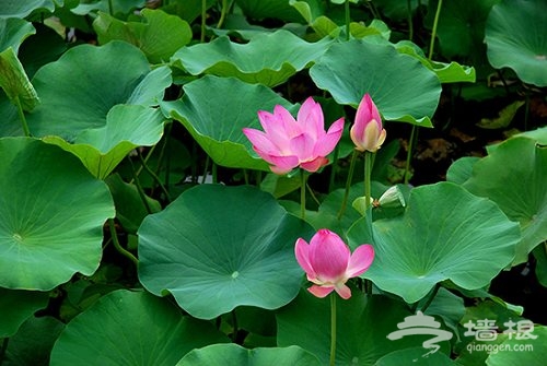 大觀園賞荷 大觀園賞荷