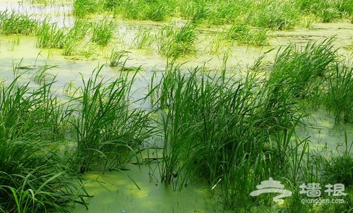 玩水何必去西溪 京郊濕地公園尋找夏天[牆根網]