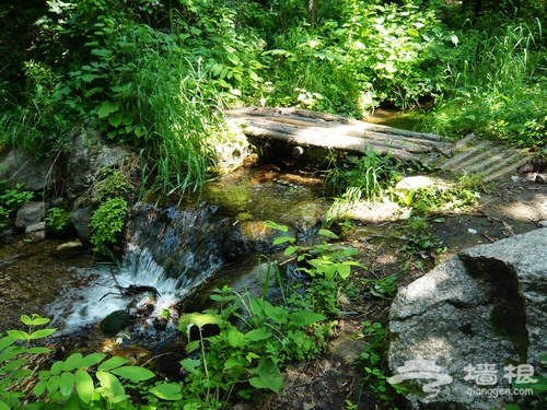 北京夏季最涼爽的地帶 延慶松山吹吹風[牆根網]