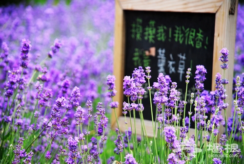 仲夏京郊雲峰山 與薰衣草的浪漫約會[牆根網]