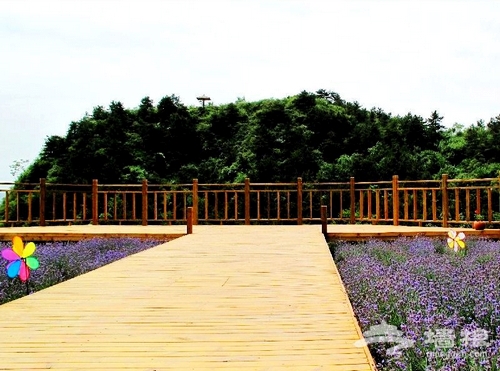 仲夏京郊雲峰山 與薰衣草的浪漫約會[牆根網]