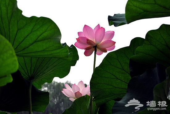 圓明園荷花節 圓明園荷花節