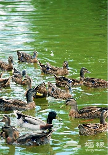 野鴨湖濕地公園野鴨