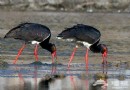野鴨湖濕地公園：湖邊日落前看黑鹳