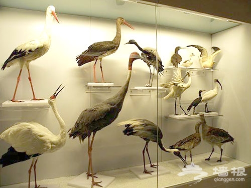 國家動物博物館內物種繁多