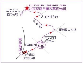 密雲雲峰山薰衣草莊園攻略[牆根網]