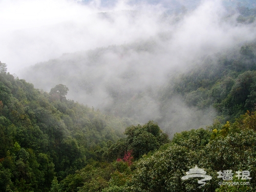 密雲雲峰山 客家茶園旁的薰衣草香[牆根網]