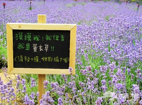 密雲雲峰山 客家茶園旁的薰衣草香[牆根網]