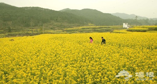在北京郊外的青山綠水間品賞一片油菜花[牆根網]