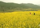 在北京郊外的青山綠水間品賞一片油菜花