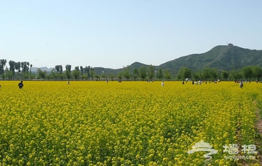 在北京郊外的青山綠水間品賞一片油菜花[牆根網]