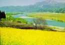看純粹開遍 京郊六大油菜花觀賞地