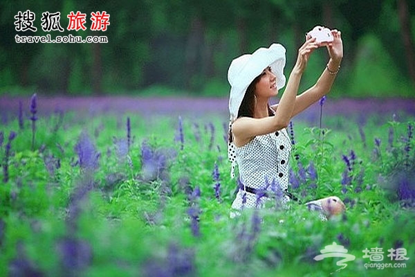 8月最爽事兒:長城腳下 最愛薰衣草樂園