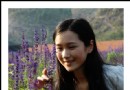 北京周邊擁抱熏衣草田 香草藝術莊園