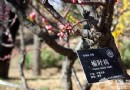 北京公園賞花攻略 結伴踏春正當時