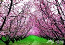 平谷賞桃花