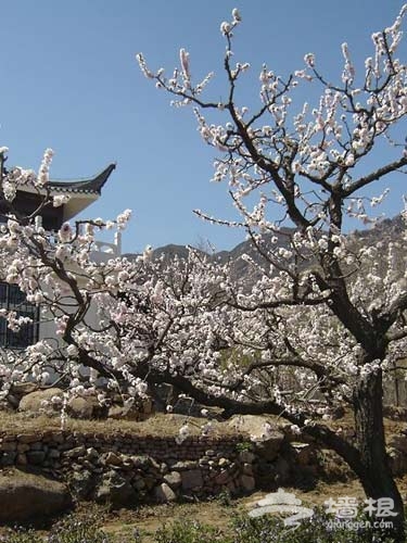 呼朋喚友 去京郊看花賞景[牆根網]