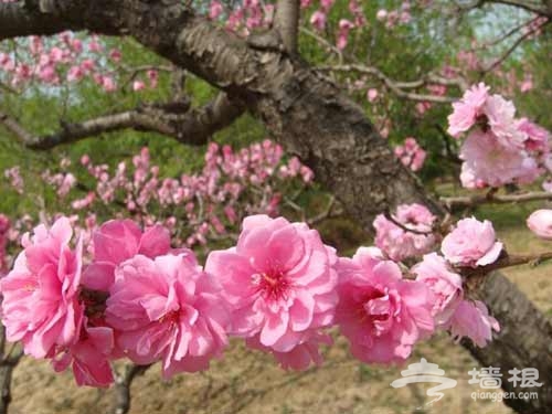 呼朋喚友 去京郊看花賞景[牆根網]