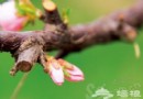 花海深處品文化、美食